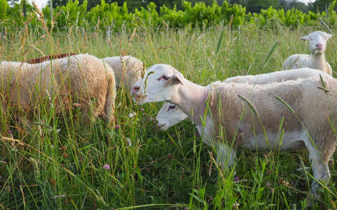 HJW Vineyard Farm Tours