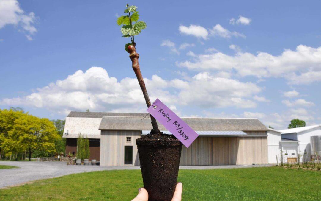 Potted Vines Available